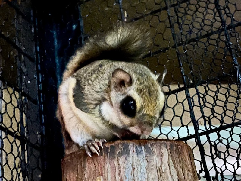 ニホンモモンガ