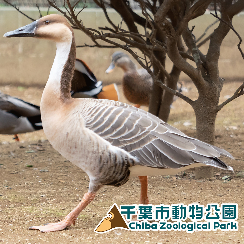 サカツラガン