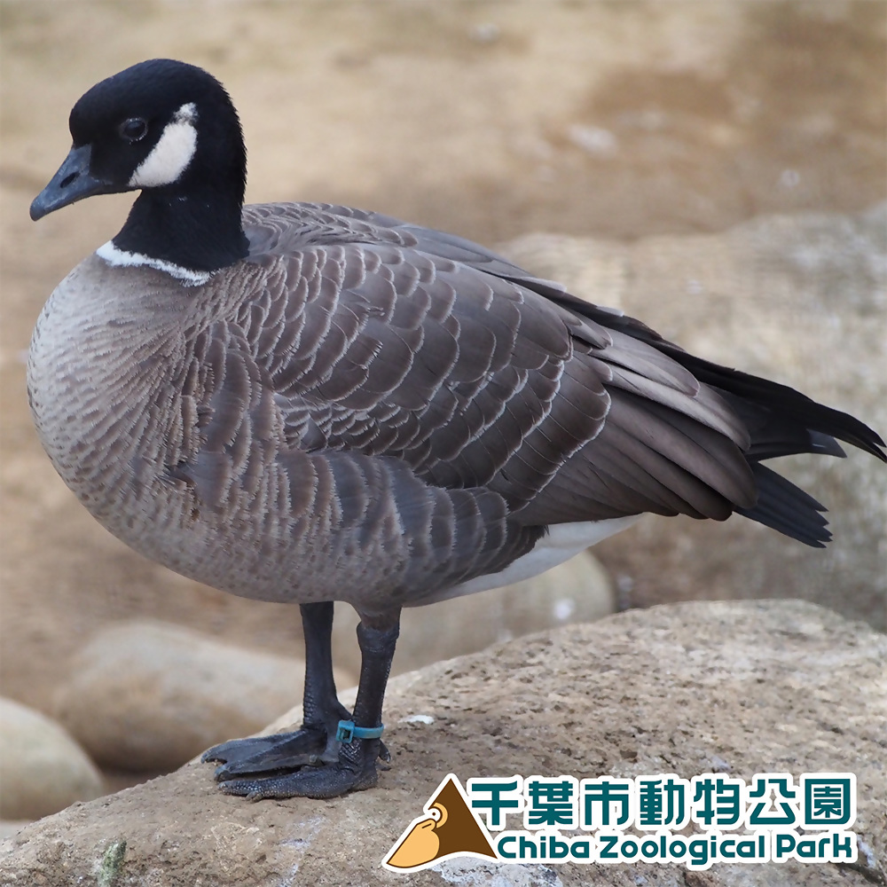 シジュウカラガン