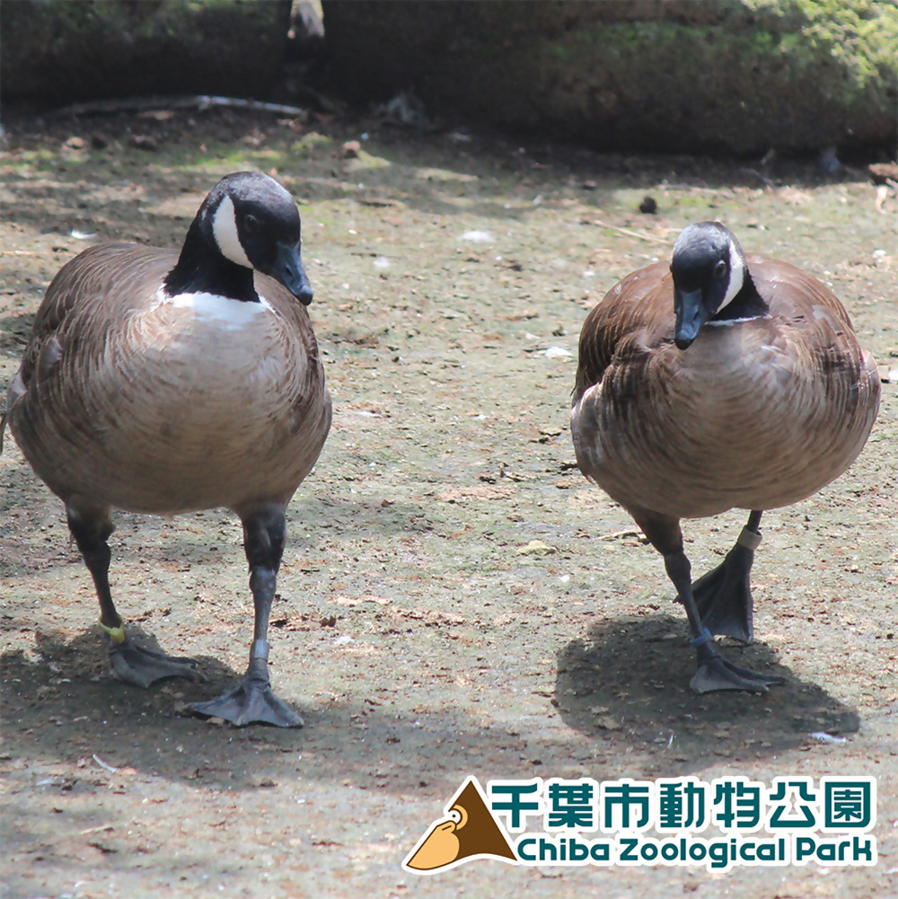 シジュウカラガン