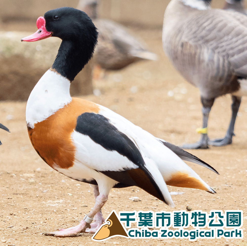 ツクシガモ