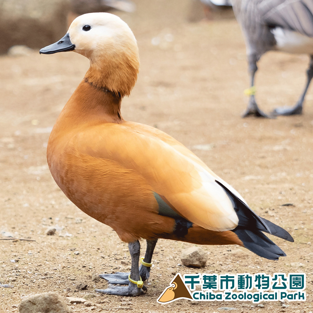 アカツクシガモ