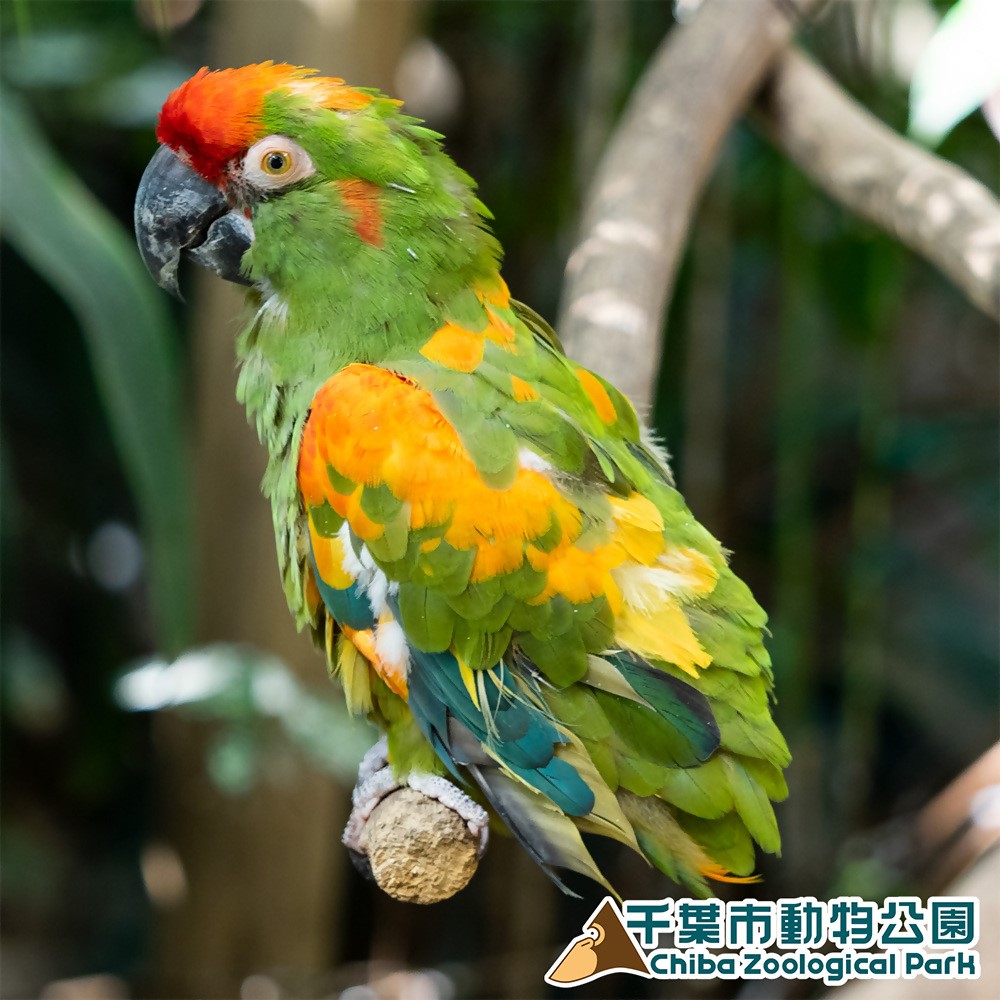 アカミミコンゴウインコ