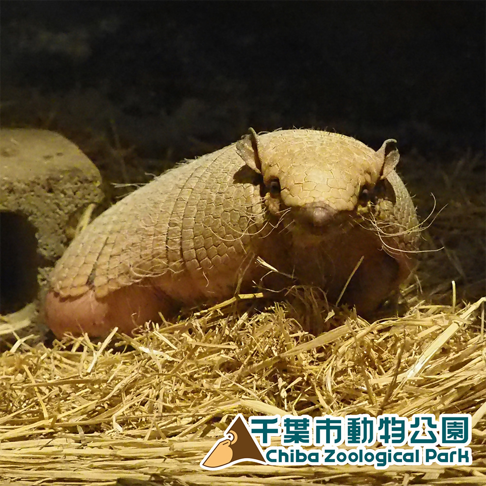 ムツオビアルマジロ