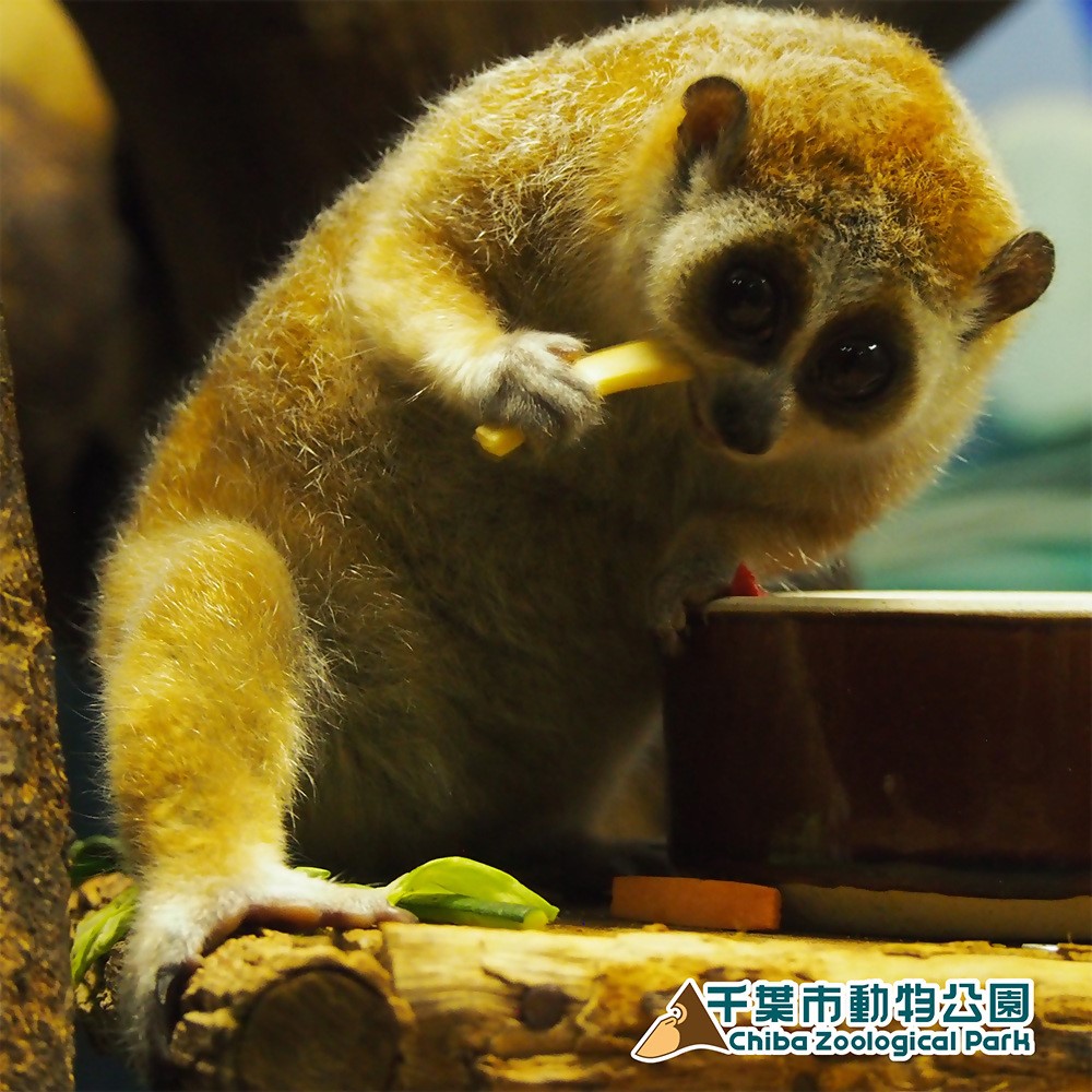 レッサースローロリス