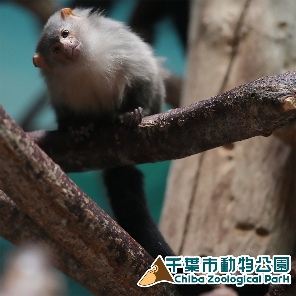 オグロマーモセット