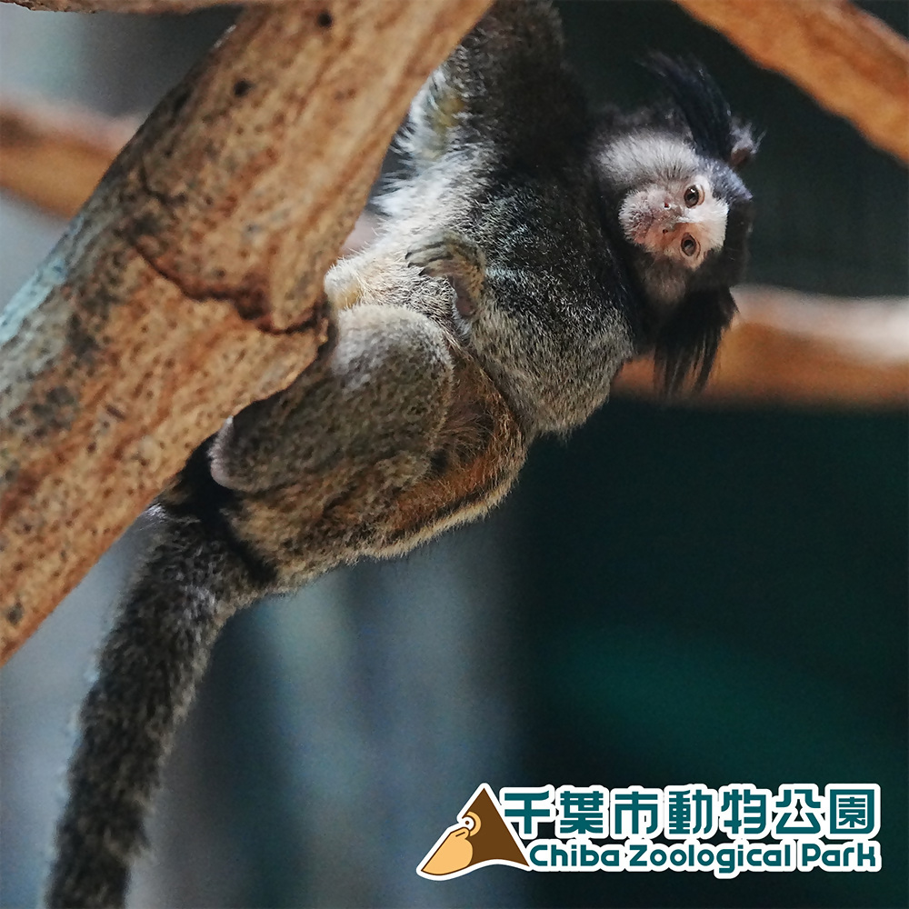 クロミミマーモセット