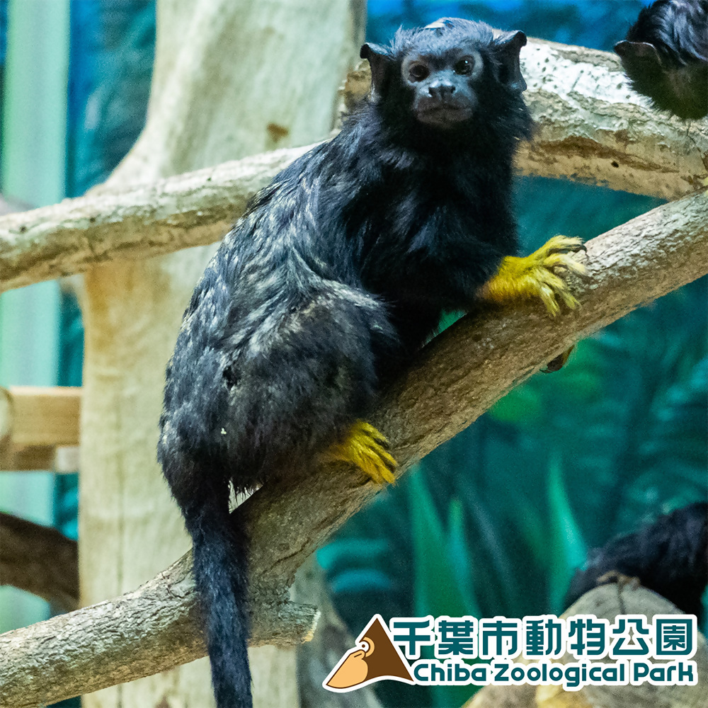 アカテタマリン