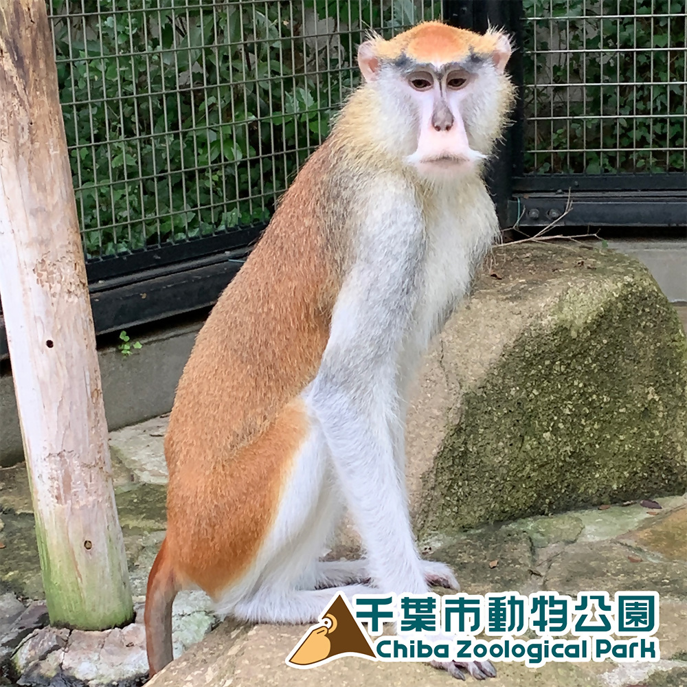 パタスモンキー