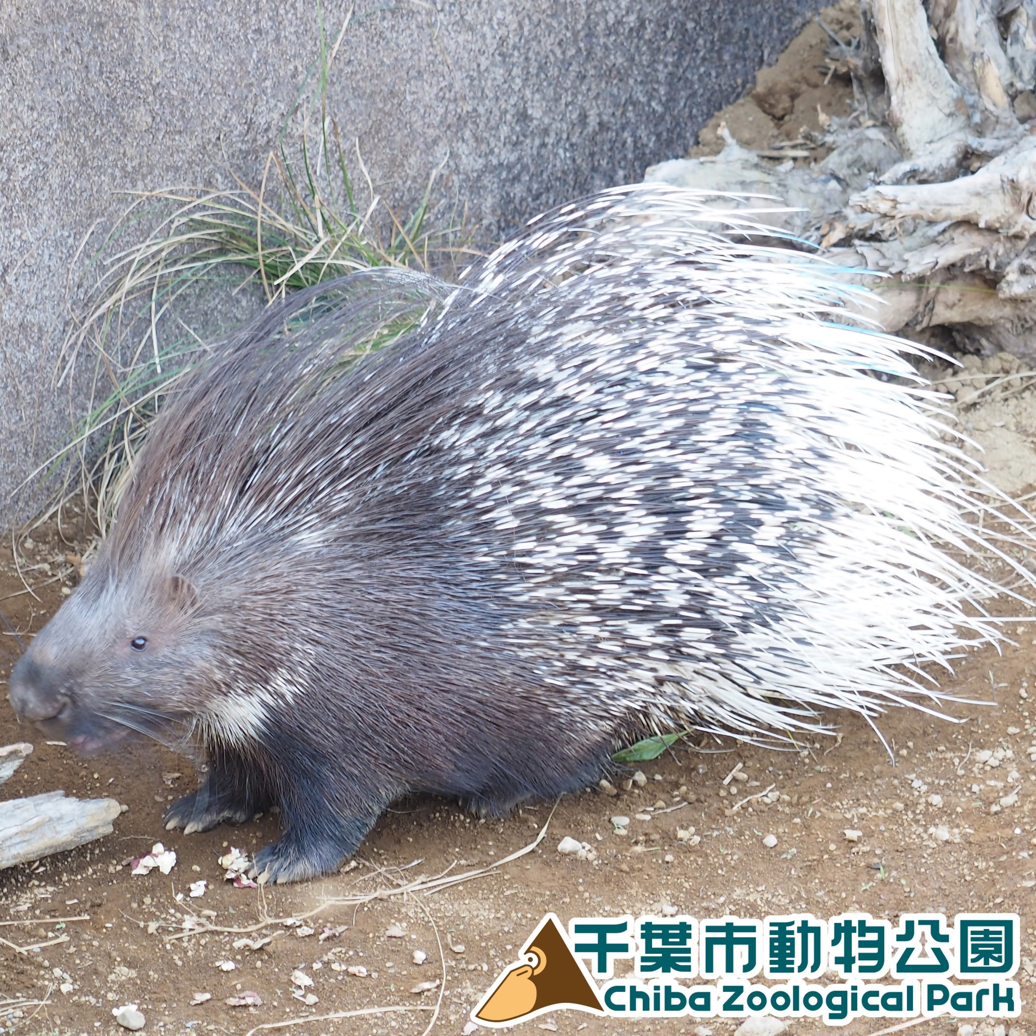 タテガミヤマアラシ