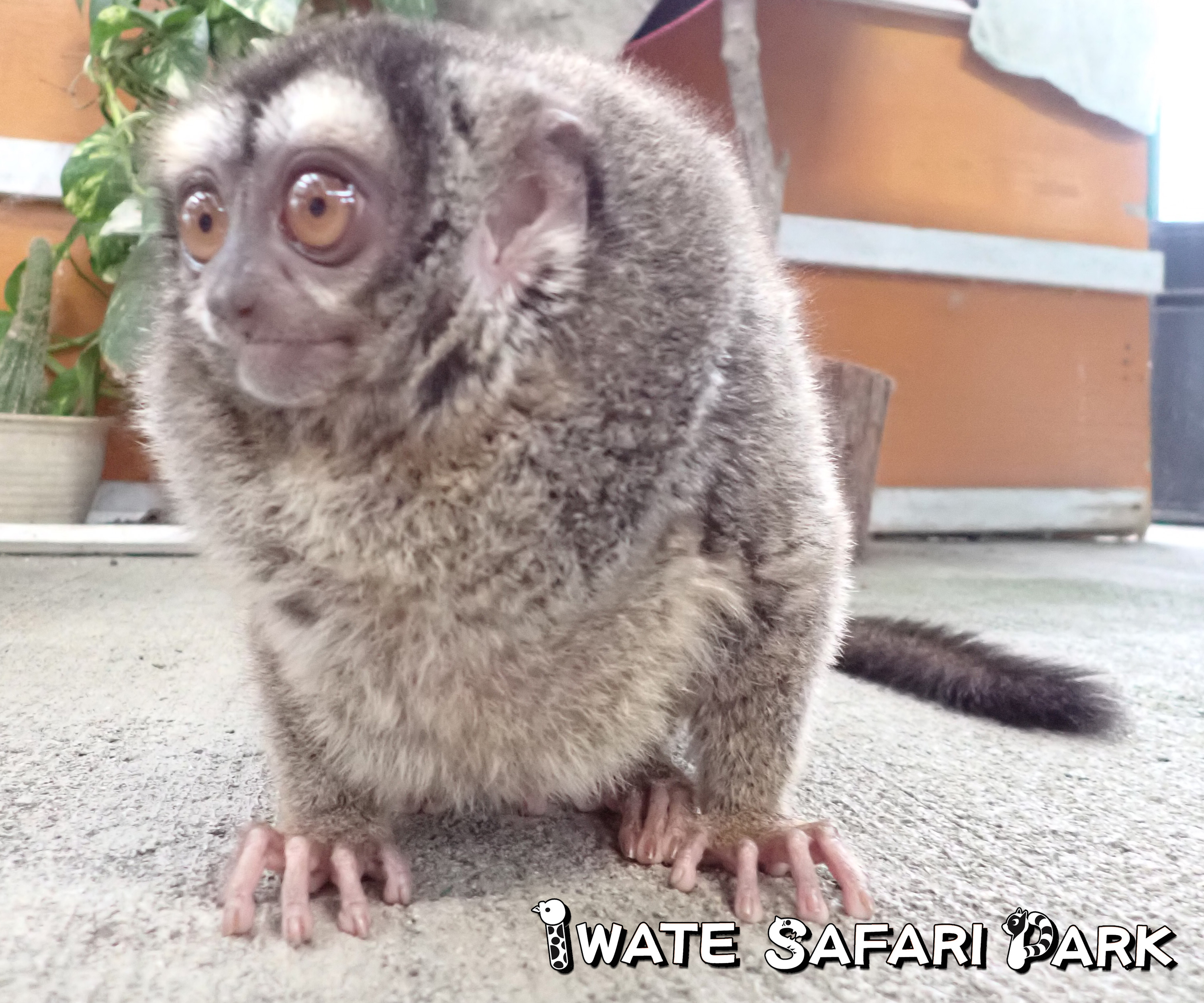 フンボルトヨザル