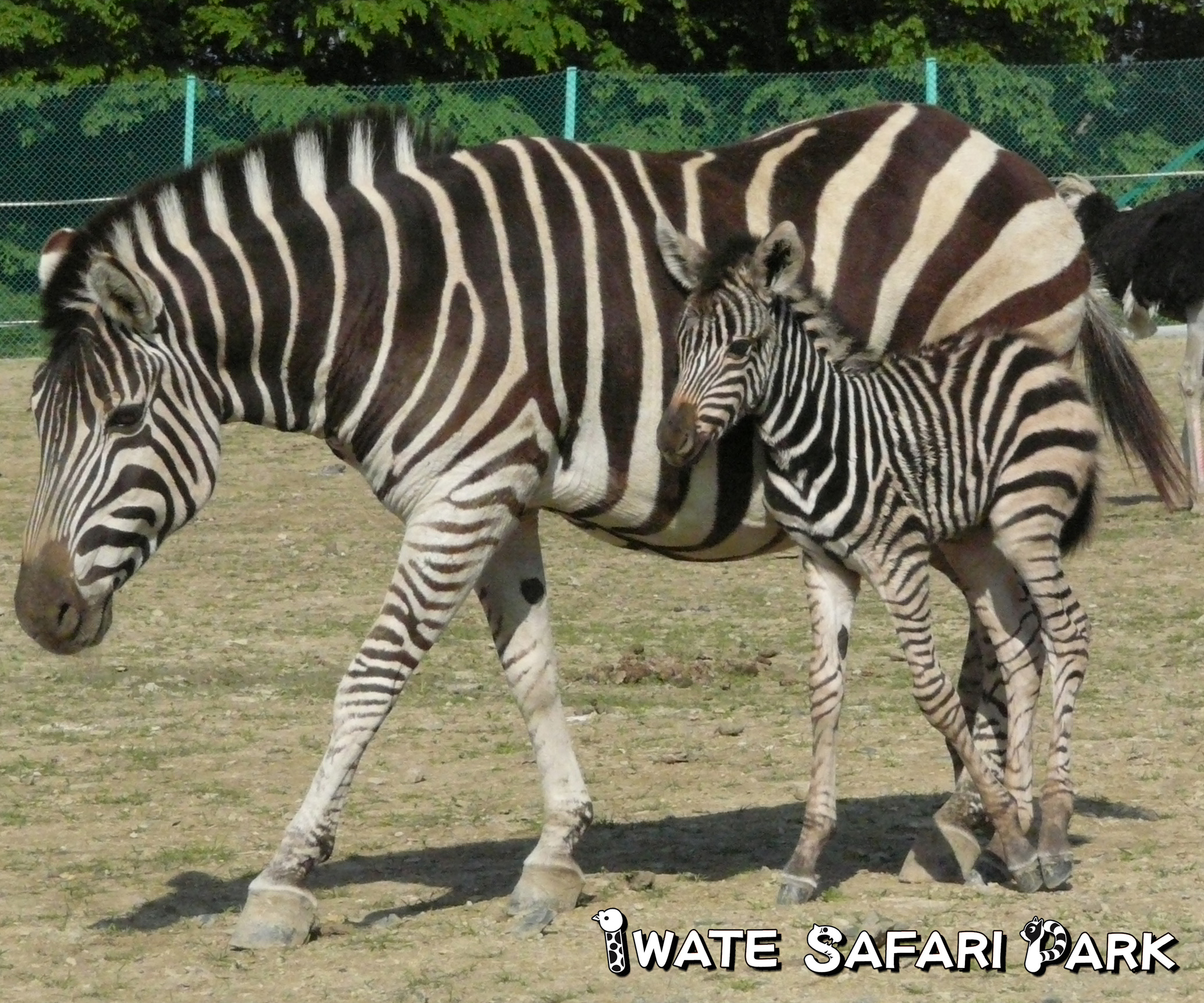 チャップマンシマウマ