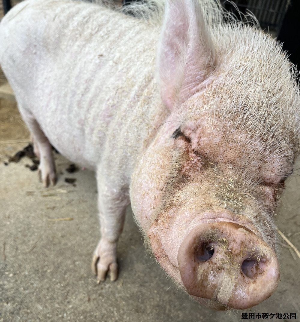 ブタ（家畜）(ゲッチンゲン ミニブタ）