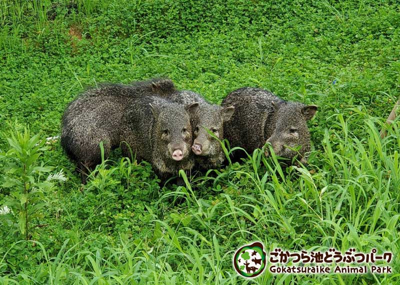 クビワペッカリー