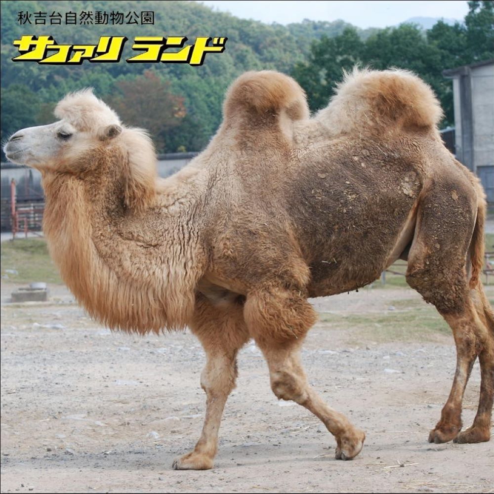 フタコブラクダ(家畜）