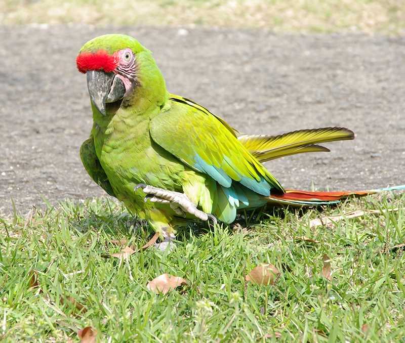 ヒワコンゴウインコ
