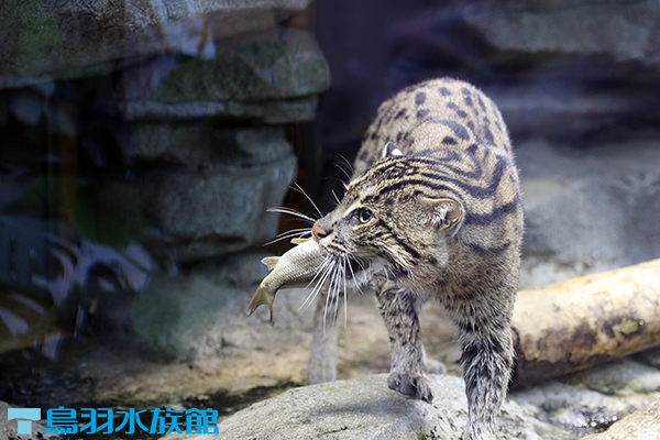 スナドリネコ