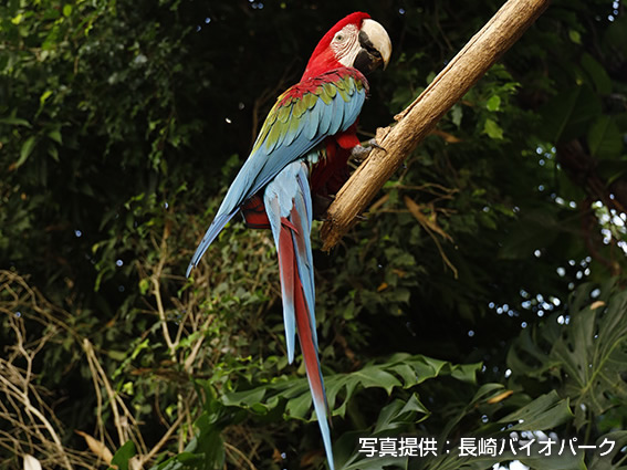 べニコンゴウインコ
