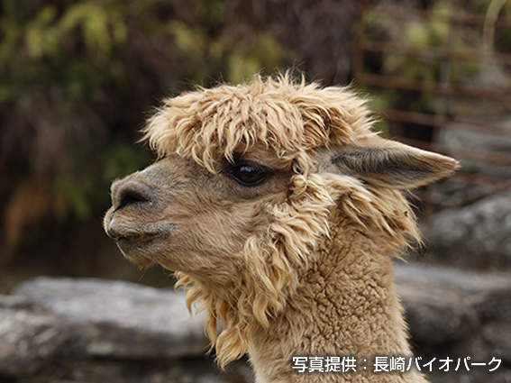 アルパカ