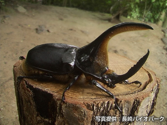 サタンオオカブト