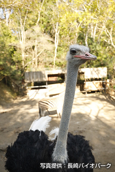 ダチョウ