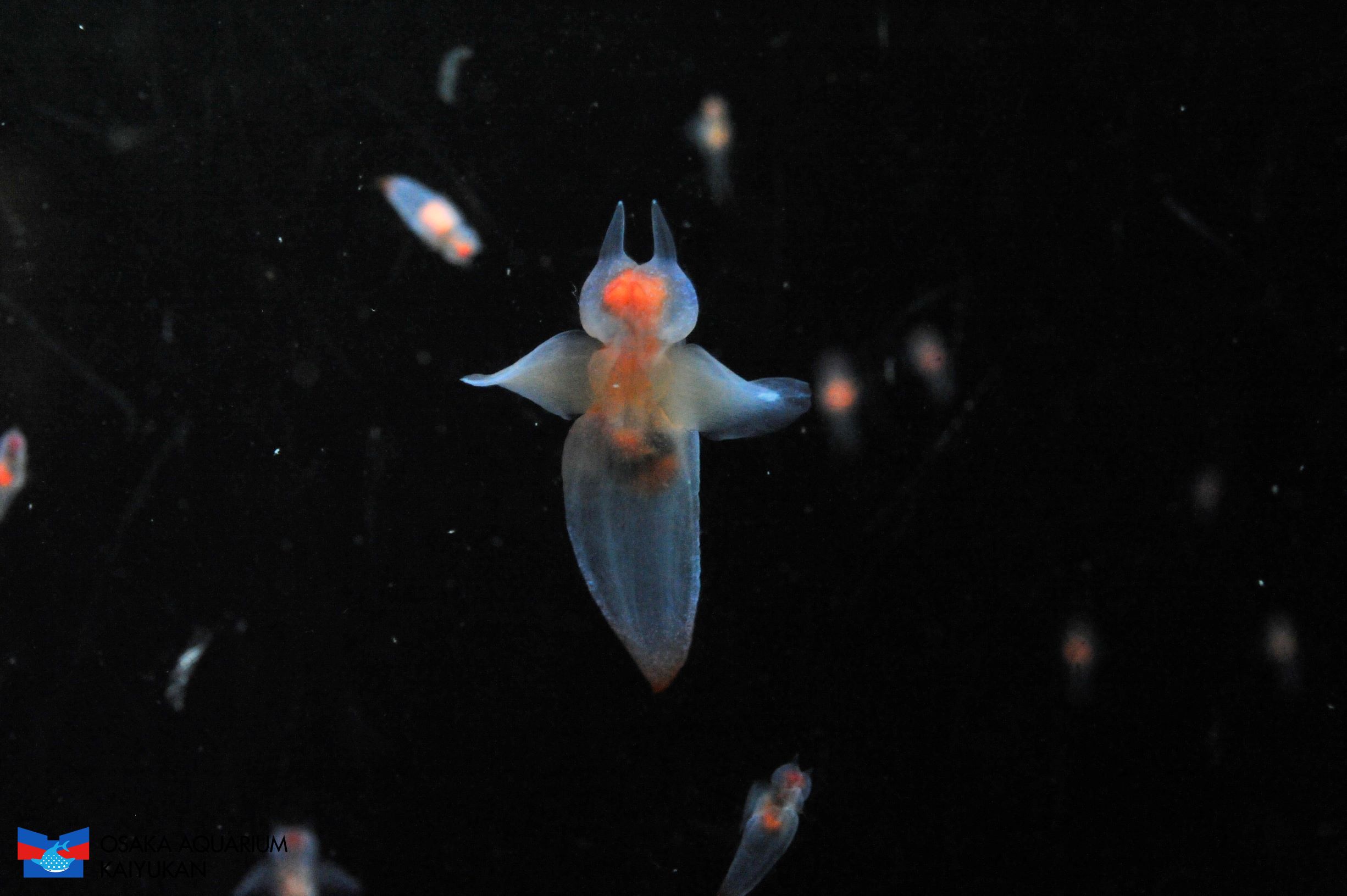 ハダカカメガイ