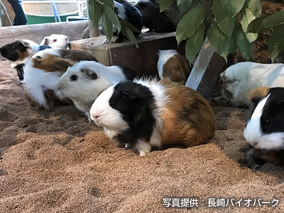 テンジクネズミ（家畜）