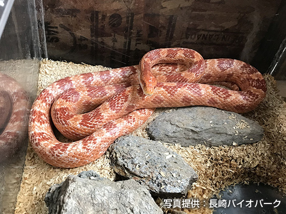 アカダイショウ