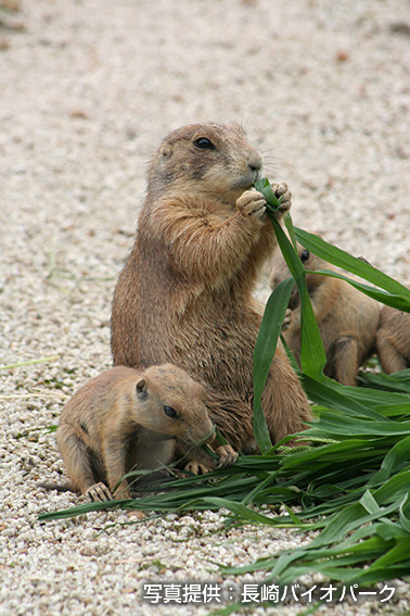 オグロプレーリードッグ