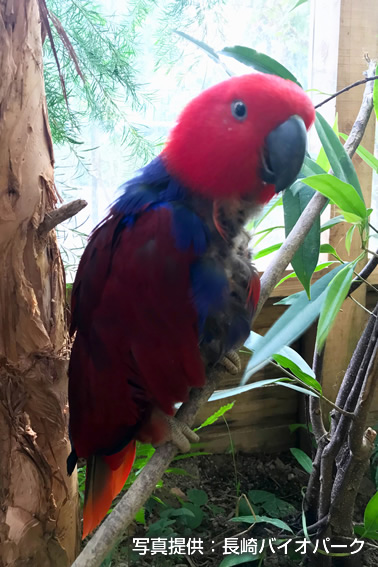 オオハナインコ