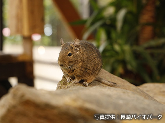 デグー