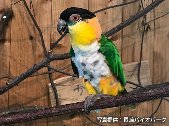 ズグロシロハラインコ
