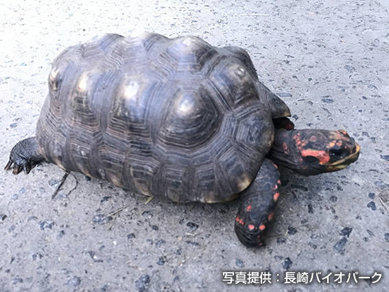 アカアシガメ