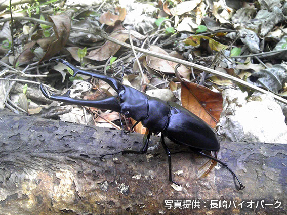 ギラファノコギリクワガタ