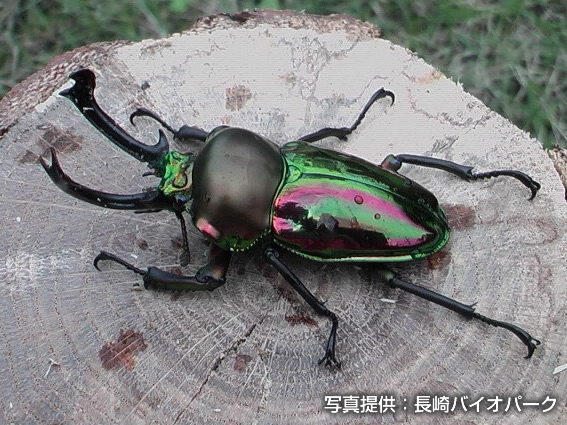 ニジイロクワガタ