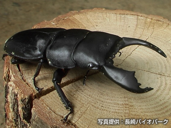 スマトラヒラタクワガタ