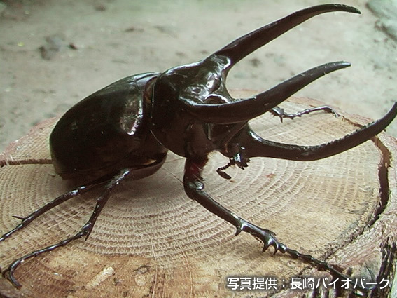 アトラスオオカブト