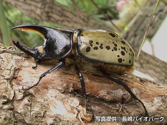ティティウスシロカブト